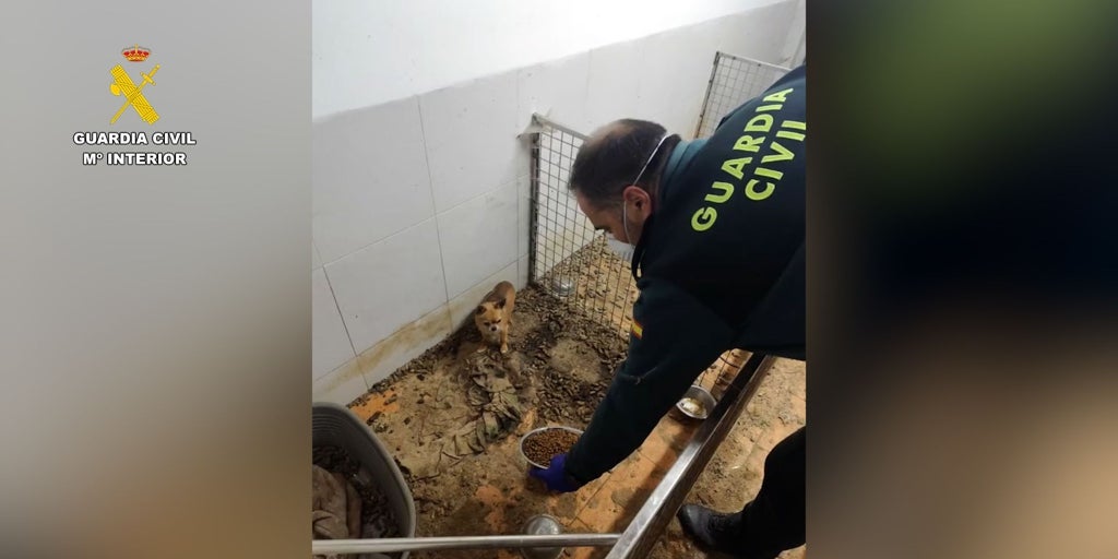 el Seprona halla 250 cadáveres de animales y casi 200 agonizantes en una nave de Ordes (La Coruña)