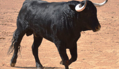 Un novillo durante una suelta de reses. / EL ADELANTADO