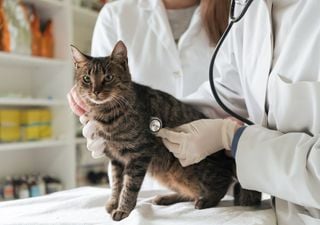 Una terapia celular en gatos podría ayudar a desentrañar el misterio de la covid persistente