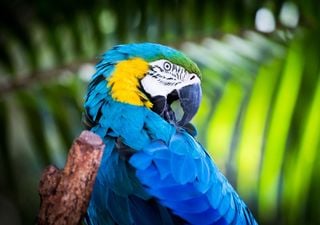 Unos científicos del CSIC descubren cómo “hablan” una veintena de animales en diversas zonas del planeta