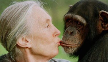 Fallece Jane Goodall, la reconocida conservacionista e investigadora de chimpancés
