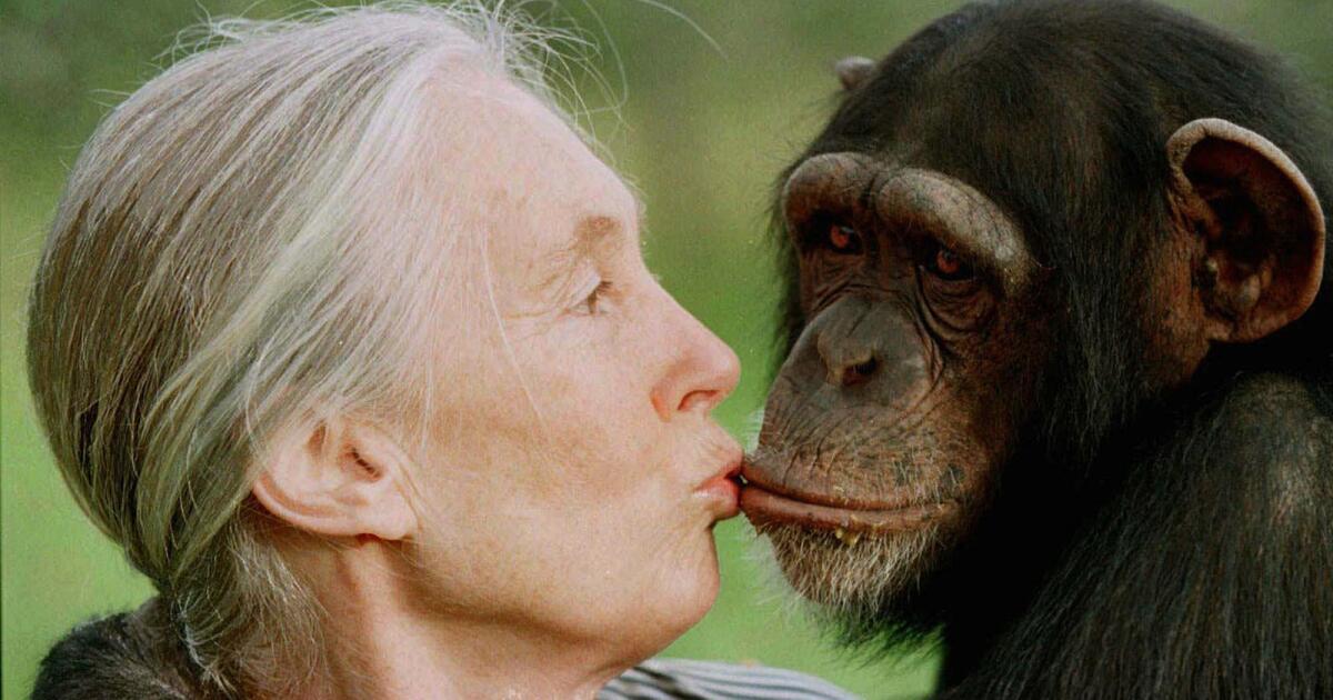 Fallece Jane Goodall, la reconocida conservacionista e investigadora de chimpancés