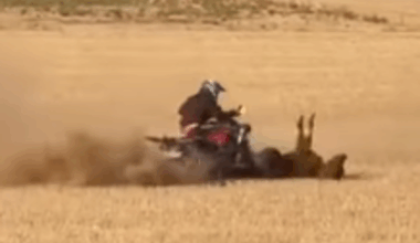 Denuncian la muerte de una vaquilla arrollada de forma brutal por un quad en un encierro de Valladolid