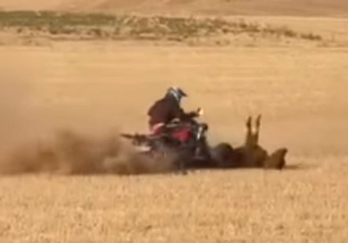 Denuncian la muerte de una vaquilla arrollada de forma brutal por un quad en un encierro de Valladolid