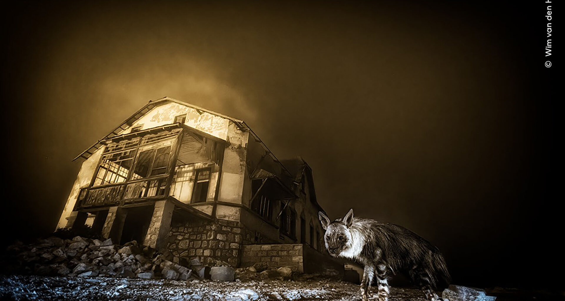 La fotografía de una hiena parda entre ruinas gana el Wildlife Photographer of the Year 2025