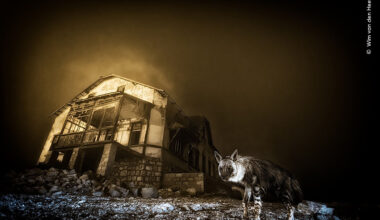 La fotografía de una hiena parda entre ruinas gana el Wildlife Photographer of the Year 2025