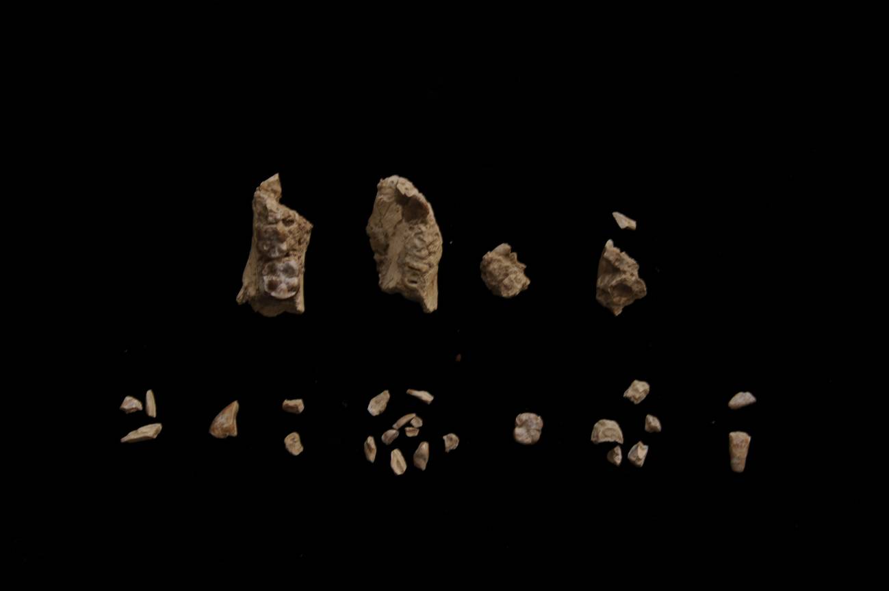 Fragmentos de BRT-VP-2/135 antes del ensamblaje. El espécimen se encontró en 29 piezas, de las cuales 27 fueron recuperadas mediante tamizado y recogida de la tierra tamizada. / Yohannes Haile-Selassie