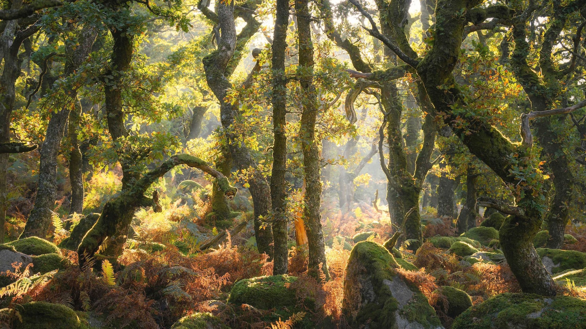 Parque Nacional de Dartmoor, en Inglaterra, con árboles retorcidos y musgo, luz solar filtrada