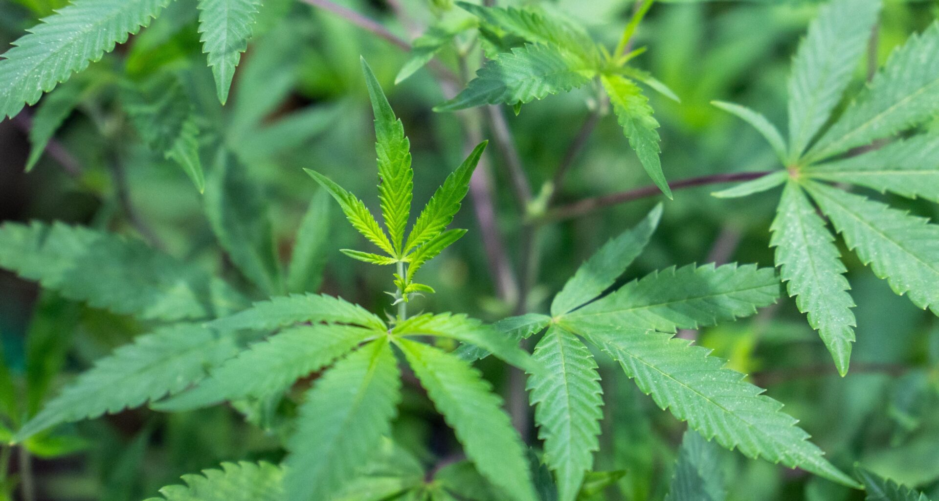 Detenido el alcalde de un pueblo de Cuenca con una plantación de marihuana