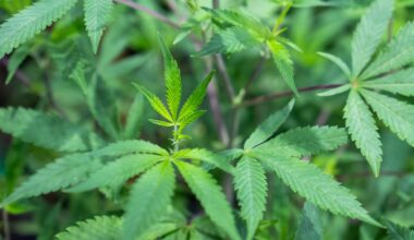 Detenido el alcalde de un pueblo de Cuenca con una plantación de marihuana