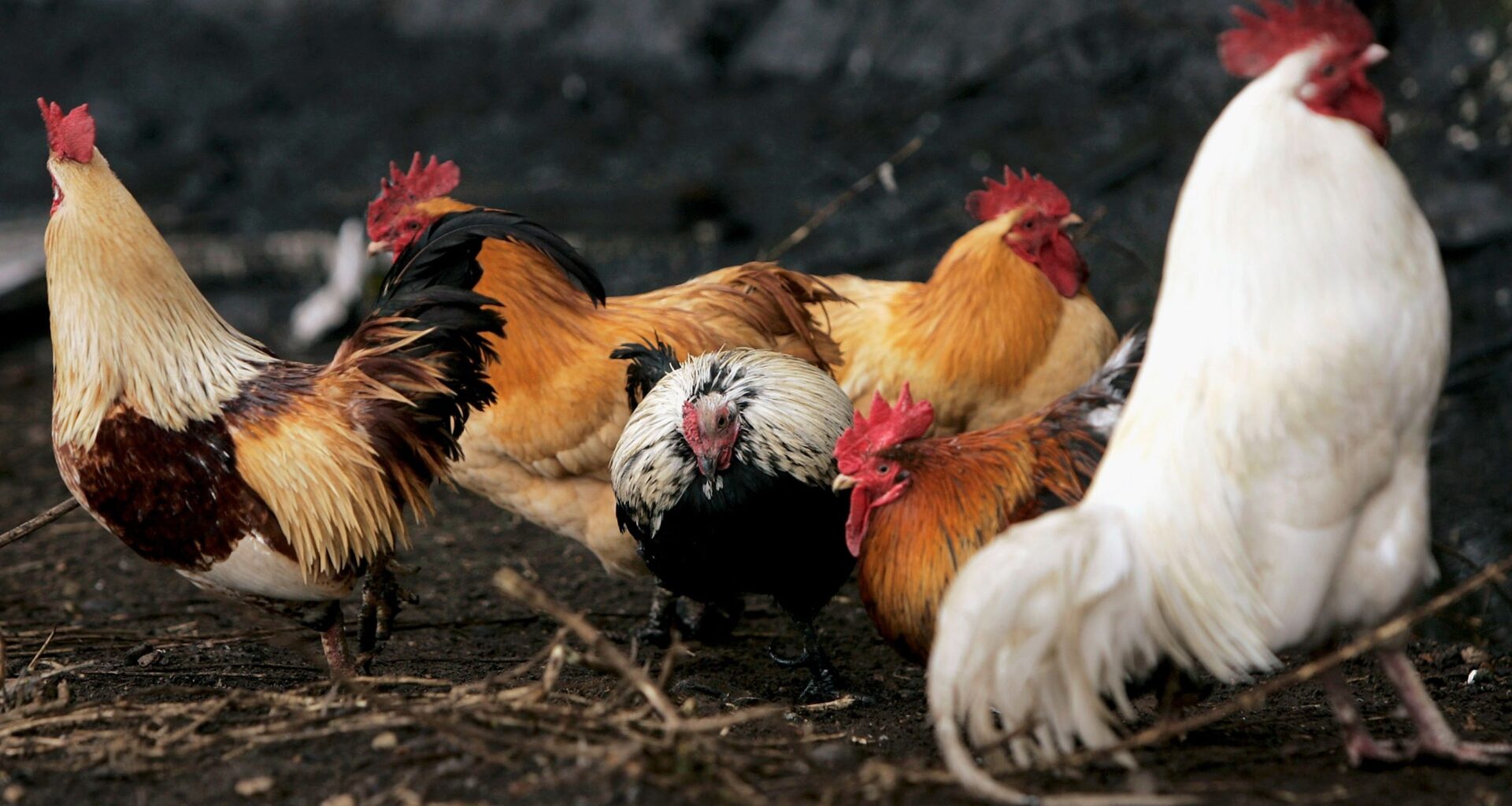 La autoridad alimentaria europea recomienda elevar el control ante la gripe aviar