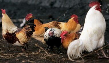 La autoridad alimentaria europea recomienda elevar el control ante la gripe aviar