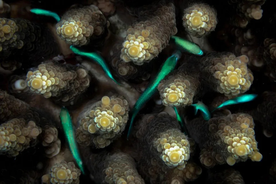 Fotografía de primer plano: peces verdes nadando entre corales.