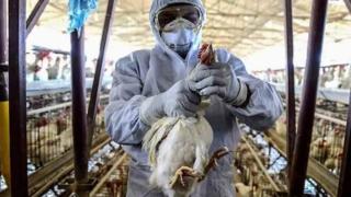 Un operario de una explotación avícola trabajando en labores de aislamiento de animales.