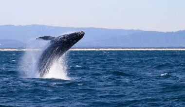 las ballenas de deuda se vuelven salvajes