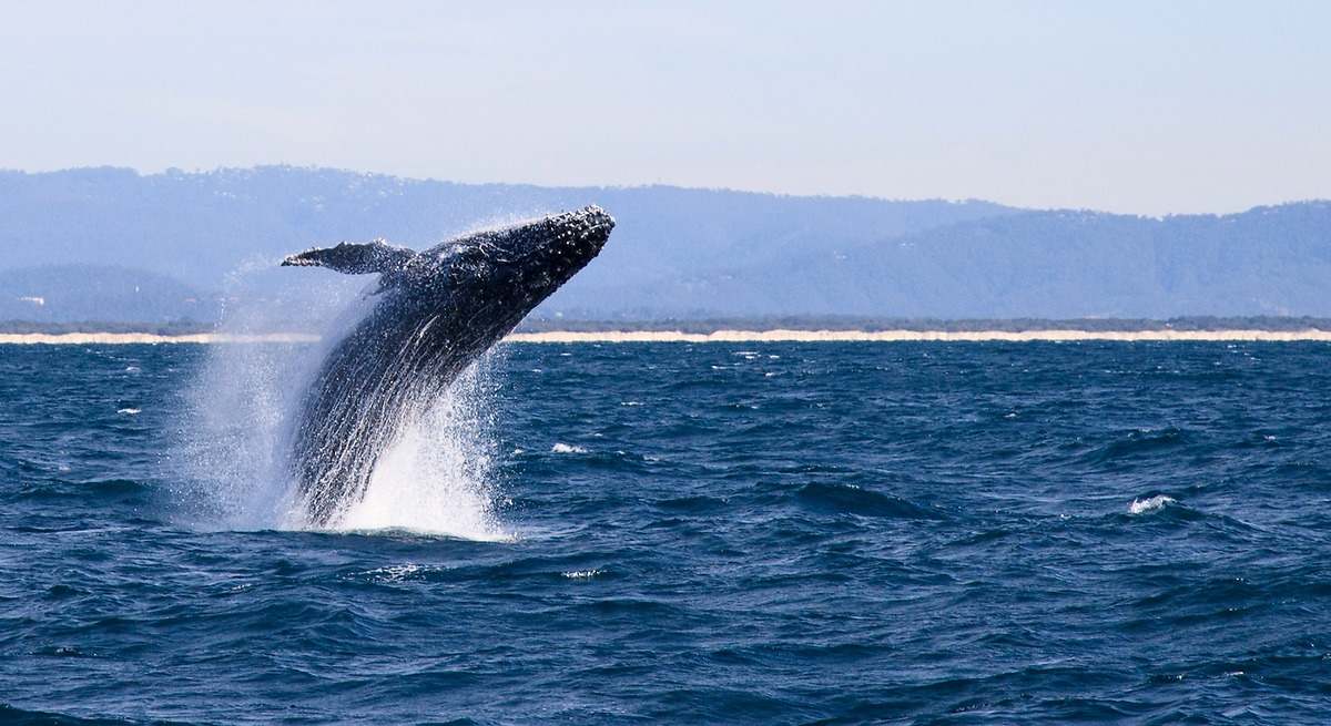 las ballenas de deuda se vuelven salvajes
