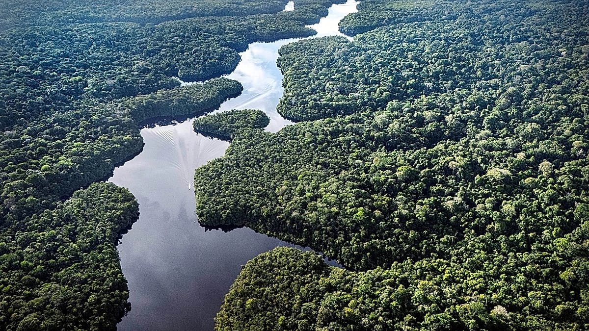 COP30: Alemania se compromete a apoyar la iniciativa de Brasil para conservar los bosques tropicales