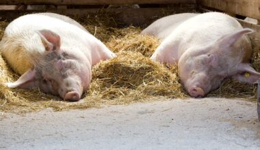 La peste porcina africana ya ha matado 6 jabalíes en Barcelona, comienza el plan de contingencia