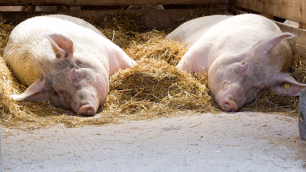 La peste porcina africana ya ha matado 6 jabalíes en Barcelona, comienza el plan de contingencia