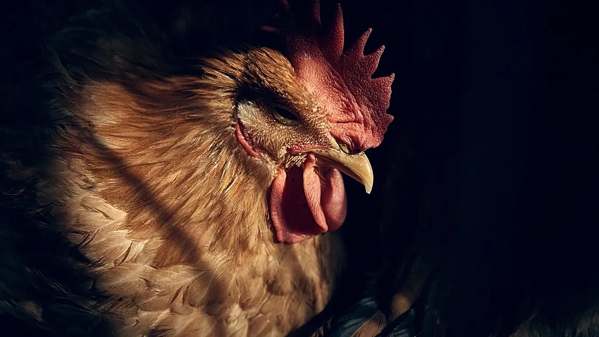 La gripe aviar H5N5 ha infectado por primera vez a seres humanos: primera muerte en el mundo