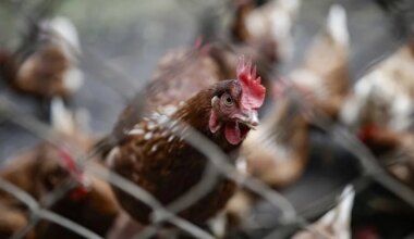 España prohíbe criar aves de corral al aire libre por el aumento de casos de gripe aviar