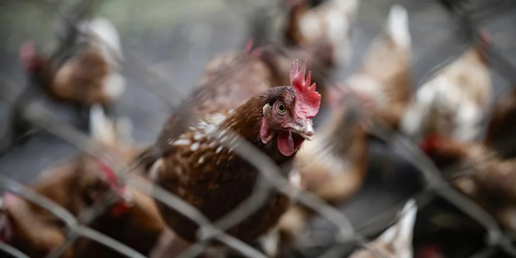 España prohíbe criar aves de corral al aire libre por el aumento de casos de gripe aviar