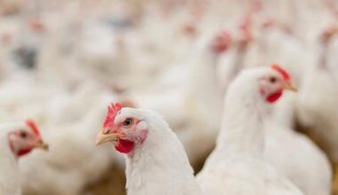 ¿Qué municipios confinan aves de corral?