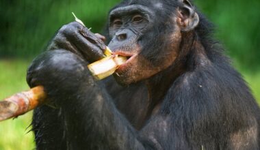 Un experimento mostró cómo los chimpancés pueden “razonar” de forma similar a los humanos