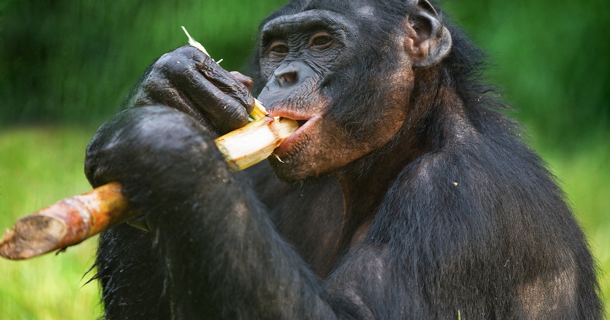 Un experimento mostró cómo los chimpancés pueden “razonar” de forma similar a los humanos