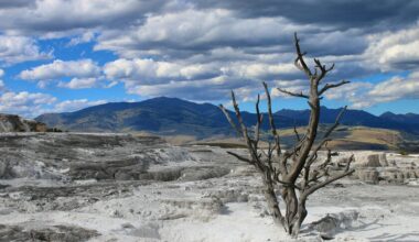 la vida no debería existir