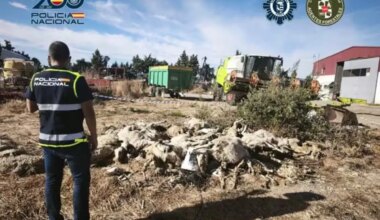 Detenido un ganadero por la muerte de 50 ovejas y maltrato de otras 170 en Parla - El Mundo