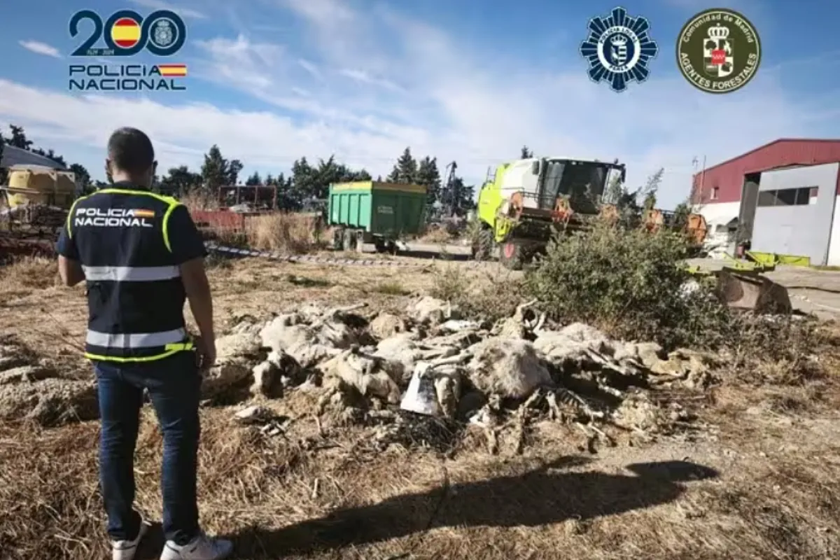 Detenido un ganadero por la muerte de 50 ovejas y maltrato de otras 170 en Parla - El Mundo