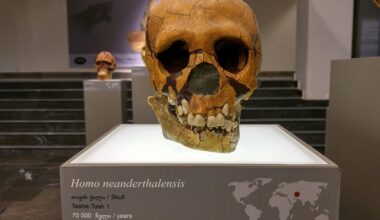 La extinción de los neandertales siempre ha sido un misterio. La ciencia cree ahora que siguen con nosotros