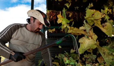 Así se vive en Extremadura el 'fin' del cultivo de tabaco: "No hay alternativas" - El Mundo