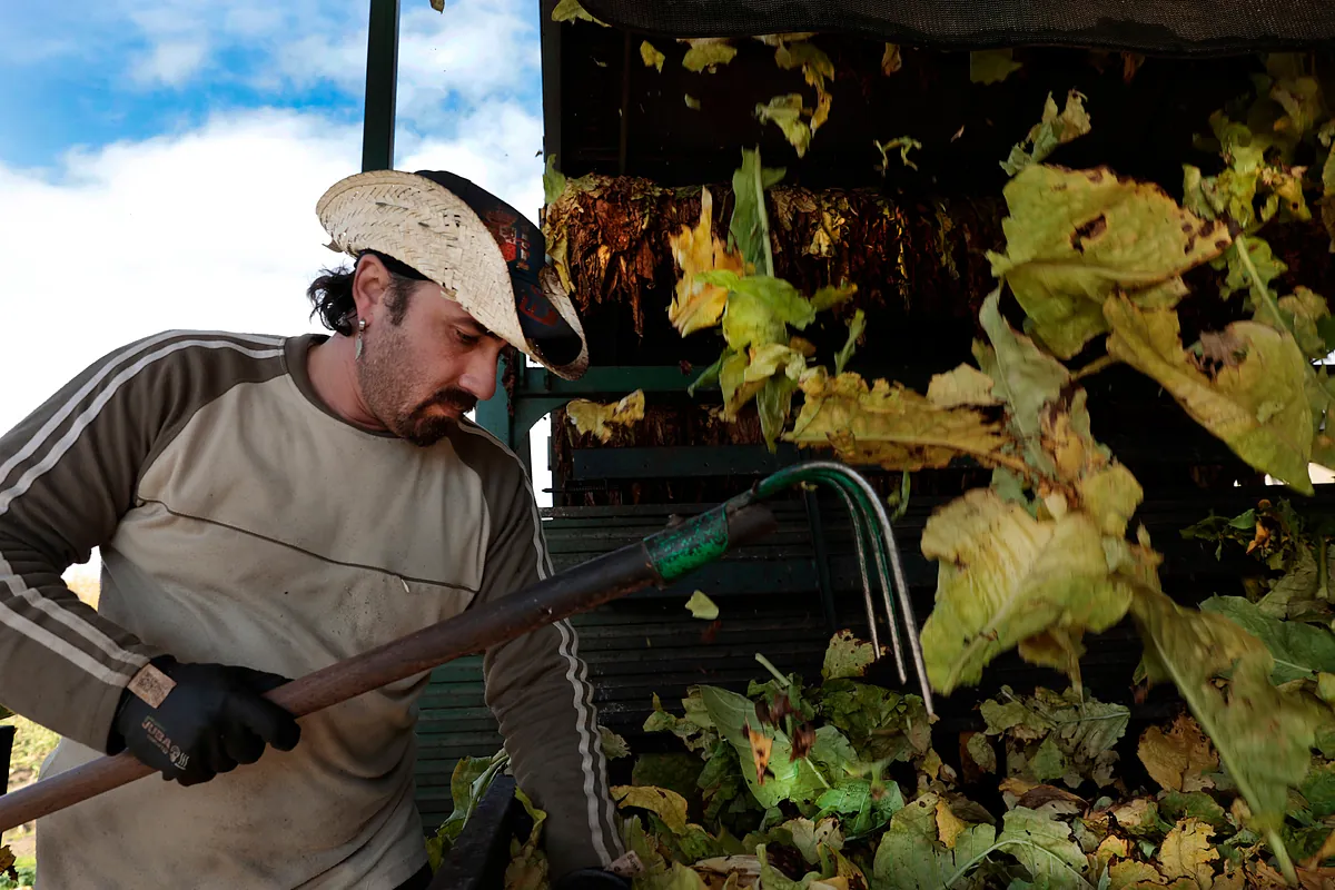 Así se vive en Extremadura el 'fin' del cultivo de tabaco: "No hay alternativas" - El Mundo