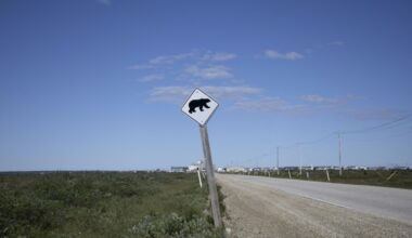 Un oso ataca a un grupo escolar y deja 11 heridos en Canadá