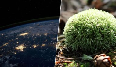 Hemos dejado musgo nueve meses fuera en el espacio a merced del vacío y la radiación. Ha vuelto vivo y batiendo récords