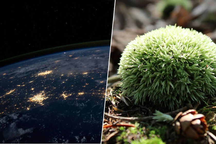 Hemos dejado musgo nueve meses fuera en el espacio a merced del vacío y la radiación. Ha vuelto vivo y batiendo récords