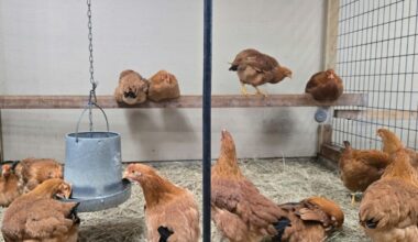 Segunda muerte del año vinculada a gripe aviar en EEUU