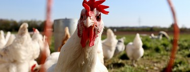 Poner cuatro gallinas en el patio parecía una buena idea para tener huevos baratos. La gripe aviar acaba de cambiar las reglas del juego 