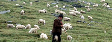 Durante la fiebre del oro, California necesitaba ovejas. Llegaron al rescate los más inesperados: los vascos
