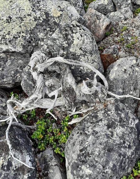 Kataja Marco Carrer 1