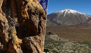 Hemos encontrado el árbol vivo más antiguo de la UE. Está en el Teide y casi coincidió con el Imperio Romano