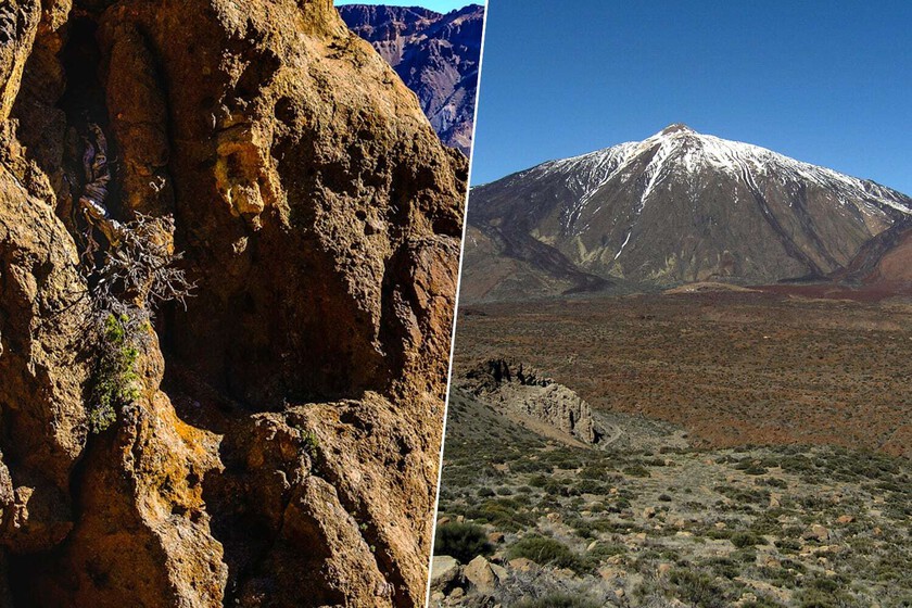 Hemos encontrado el árbol vivo más antiguo de la UE. Está en el Teide y casi coincidió con el Imperio Romano