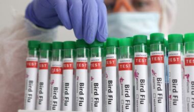 Identifican un mecanismo genético clave en la replicación del virus de la gripe aviar