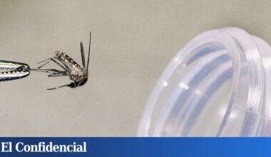 identifican por primera vez una infección de Usutu en Mallorca