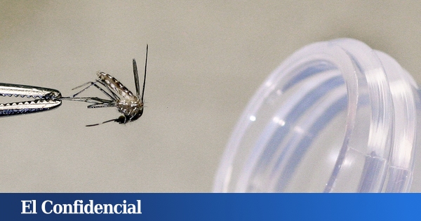 identifican por primera vez una infección de Usutu en Mallorca