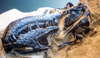 un hallazgo obliga a reescribir historia de T-rex