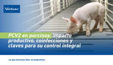 PCV2 en porcinos: impacto productivo, coinfecciones y claves para su control integral - Virbac | Construyendo el futuro de la salud animal
