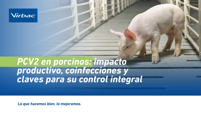 PCV2 en porcinos: impacto productivo, coinfecciones y claves para su control integral - Virbac | Construyendo el futuro de la salud animal